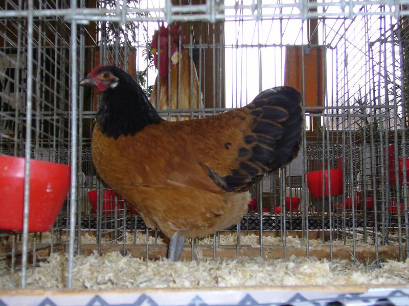 Kreisschau Coesfeld 2008 192.jpg - Zwerg Vorwerkhühner von Nerbert Niehoff Preis V97 KVE